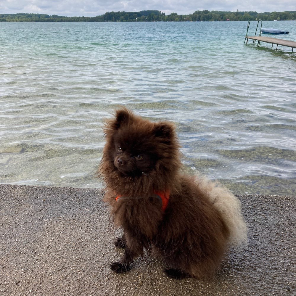 Hundetreffen-Kleiner Pomeranian sucht kleine Freunde-Profilbild
