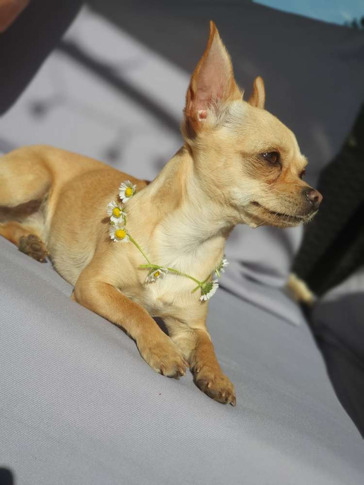 Hundetreffen-Spaziergänge & Spielrunden 🐾-Profilbild