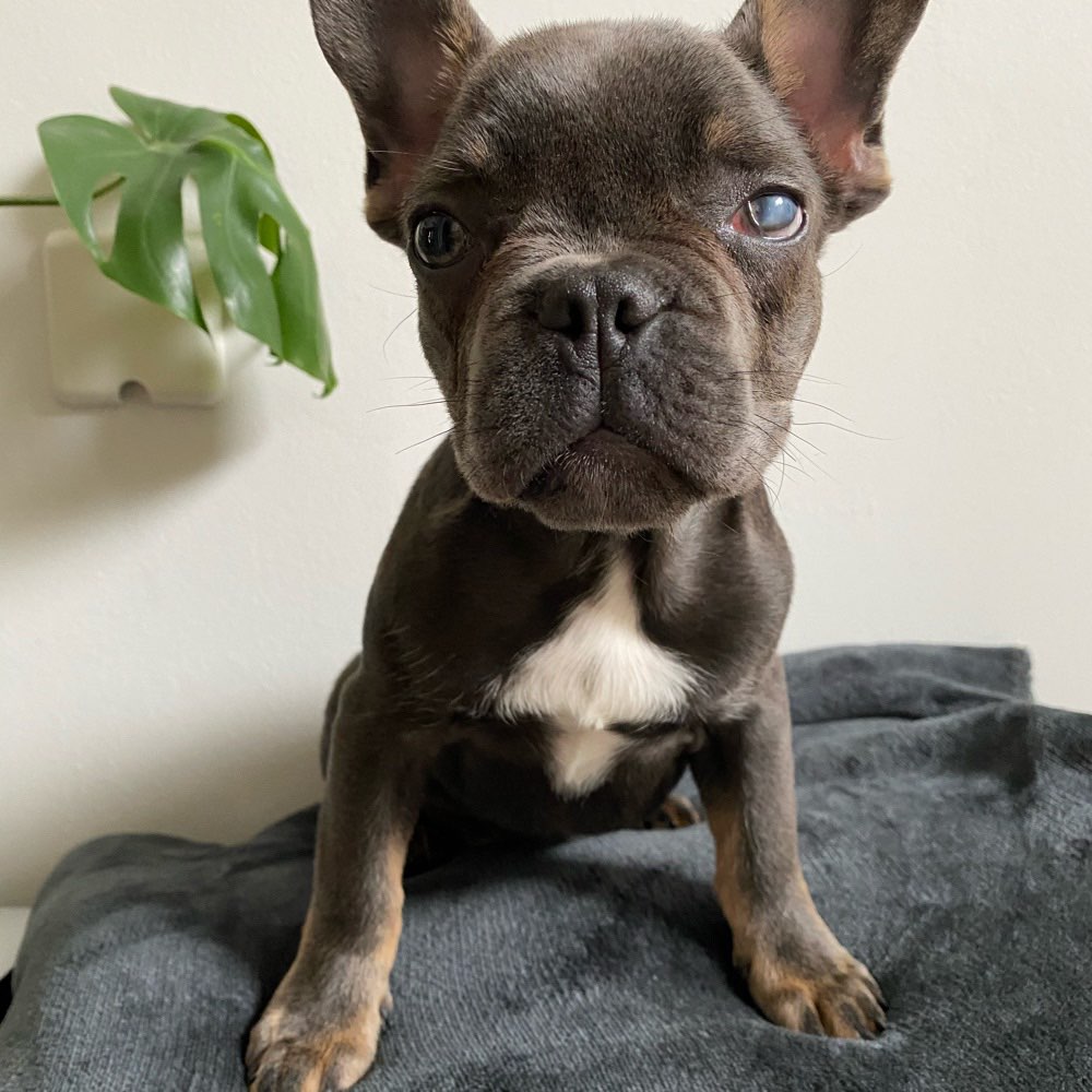 Hundetreffen-Hundetreffen in Bad Nauheim-Profilbild