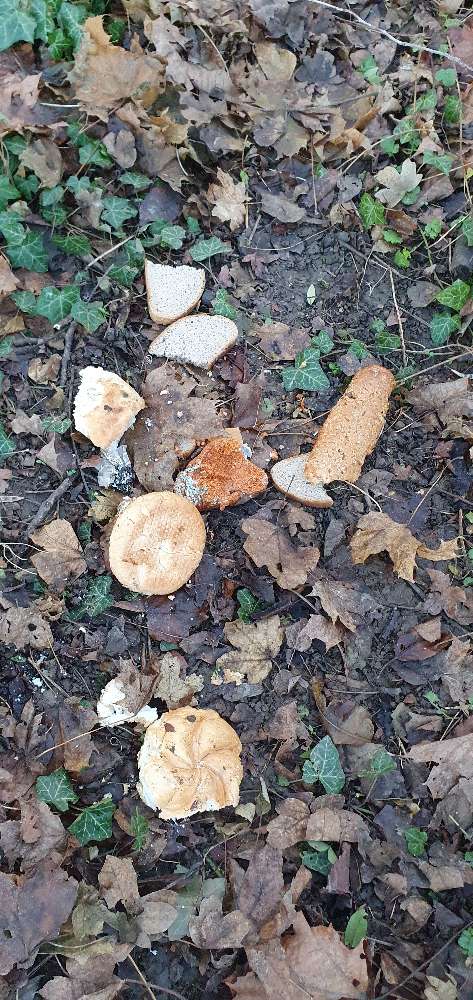 Giftköder-Möglicher Giftköder!!!-Profilbild