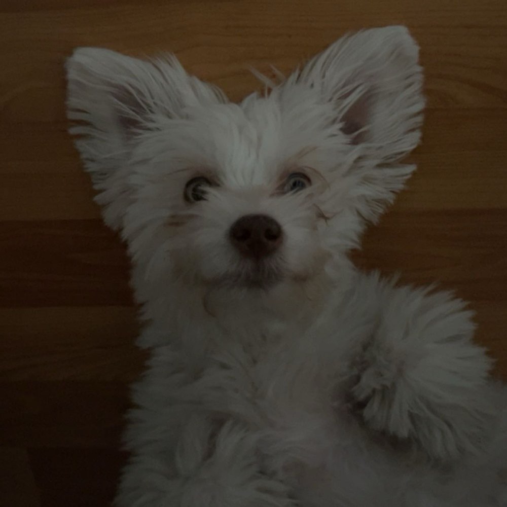 Hundetreffen-Gemeinsame Gassirunde zum spielen und toben-Profilbild