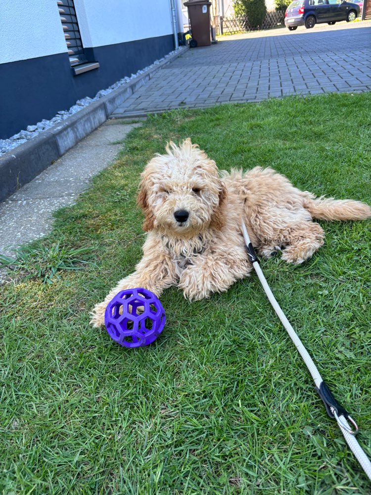 Hundetreffen-Spiel- und Gassirunde-Profilbild