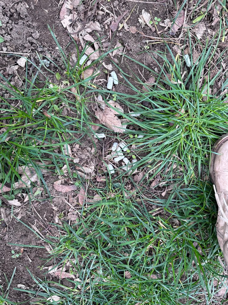 Giftköder-Rattengift-Profilbild