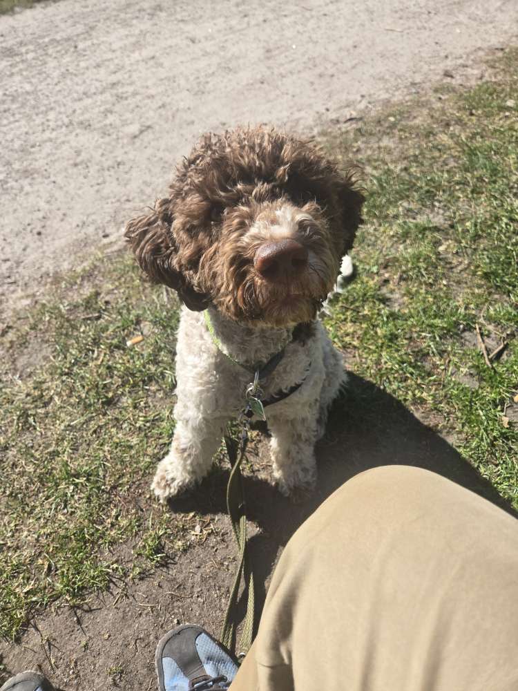 Hundetreffen-Spielfreunde mit Energie gesucht-Profilbild