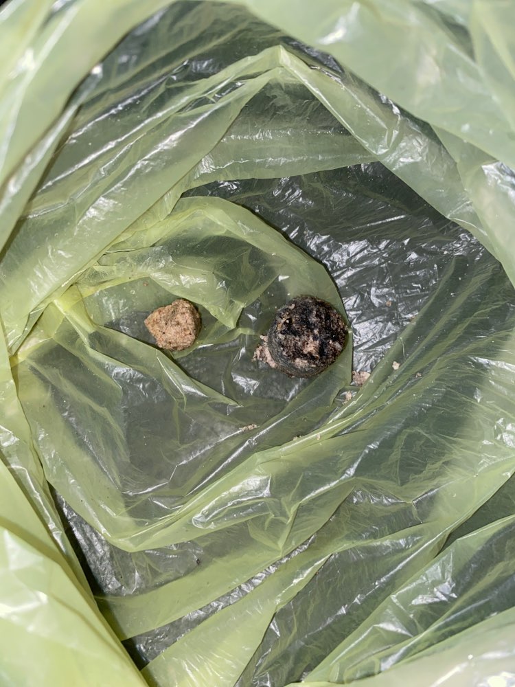 Giftköder-Wahrscheinlich Giftköder-Profilbild