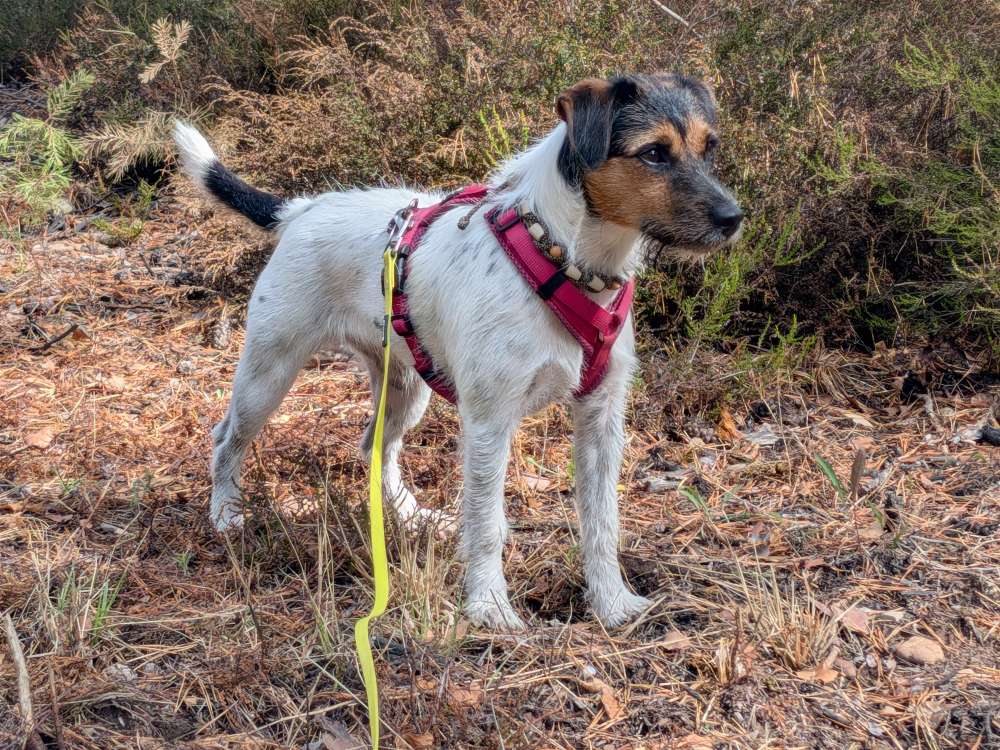 Hundetreffen-Spielpartner gesucht-Profilbild