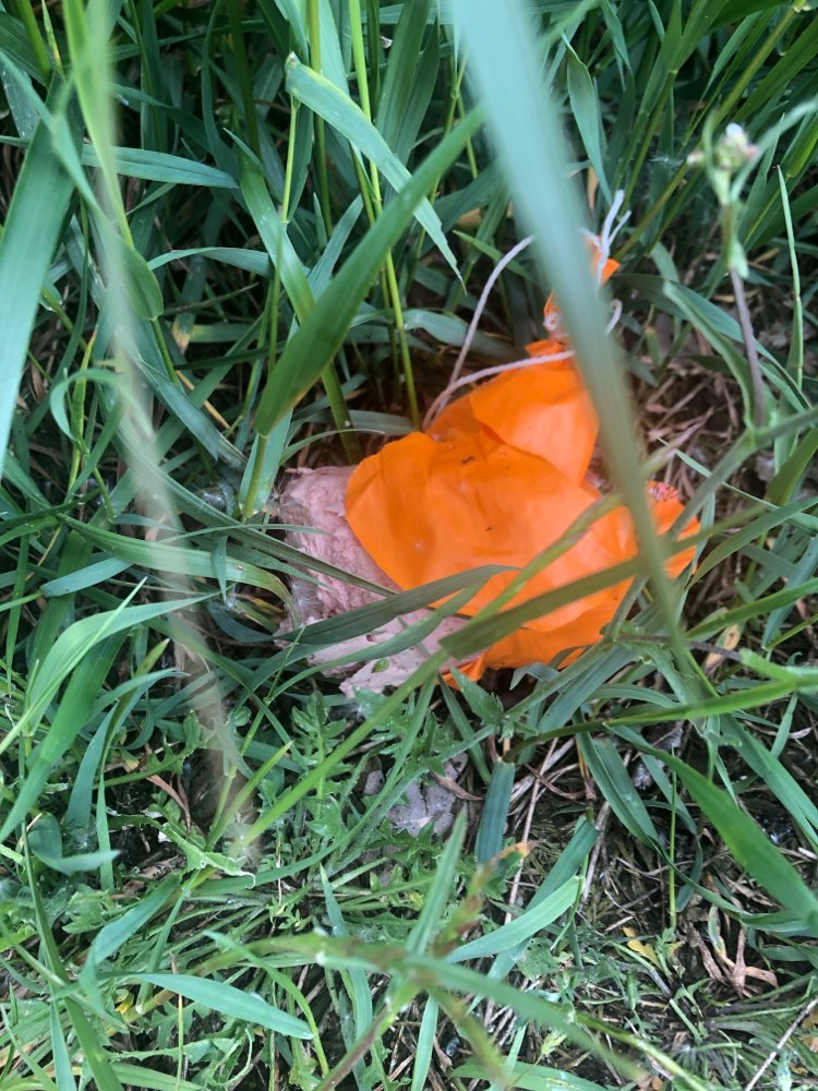 Giftköder-Möglicher Giftköder-Profilbild