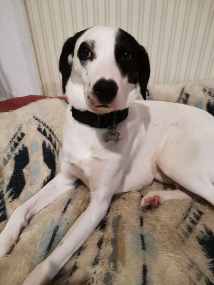 Hundetreffen-Julius braucht einen Trainings Partner und Spiel Kollegen-Profilbild