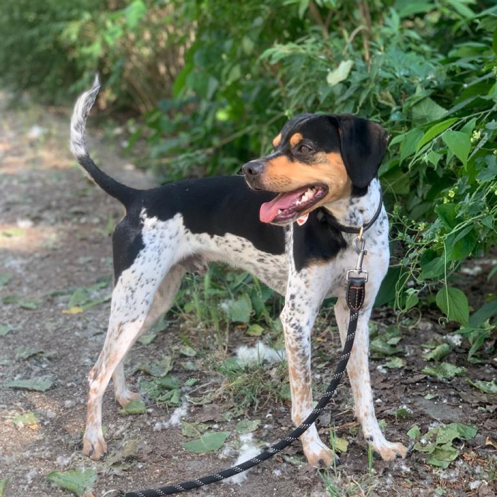 Hundetreffen-Gassirunden und Spielkumpel-Profilbild