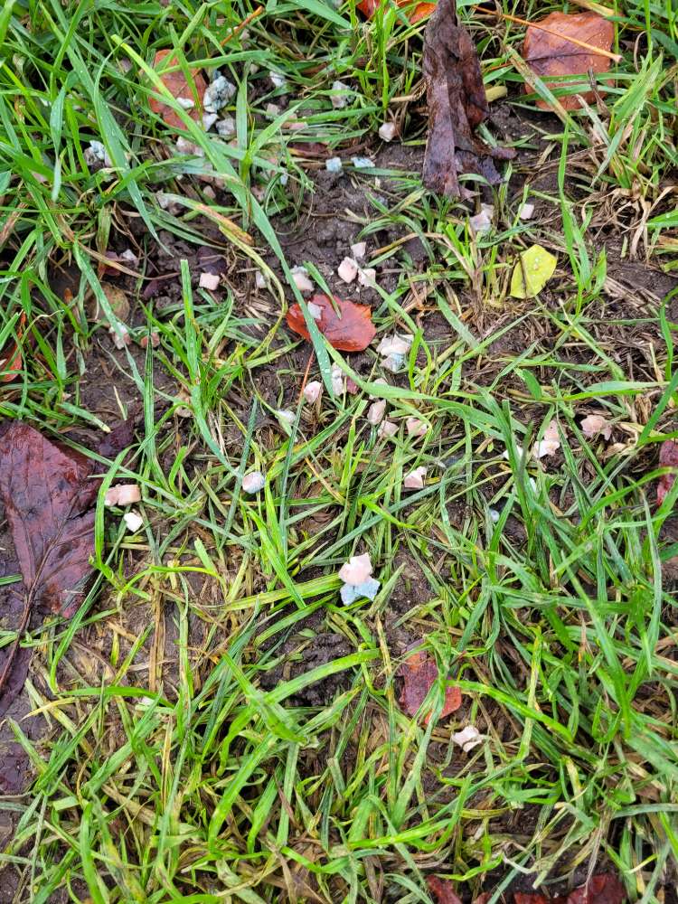 Giftköder-Speckwürfel mit blauem Mittel-Profilbild