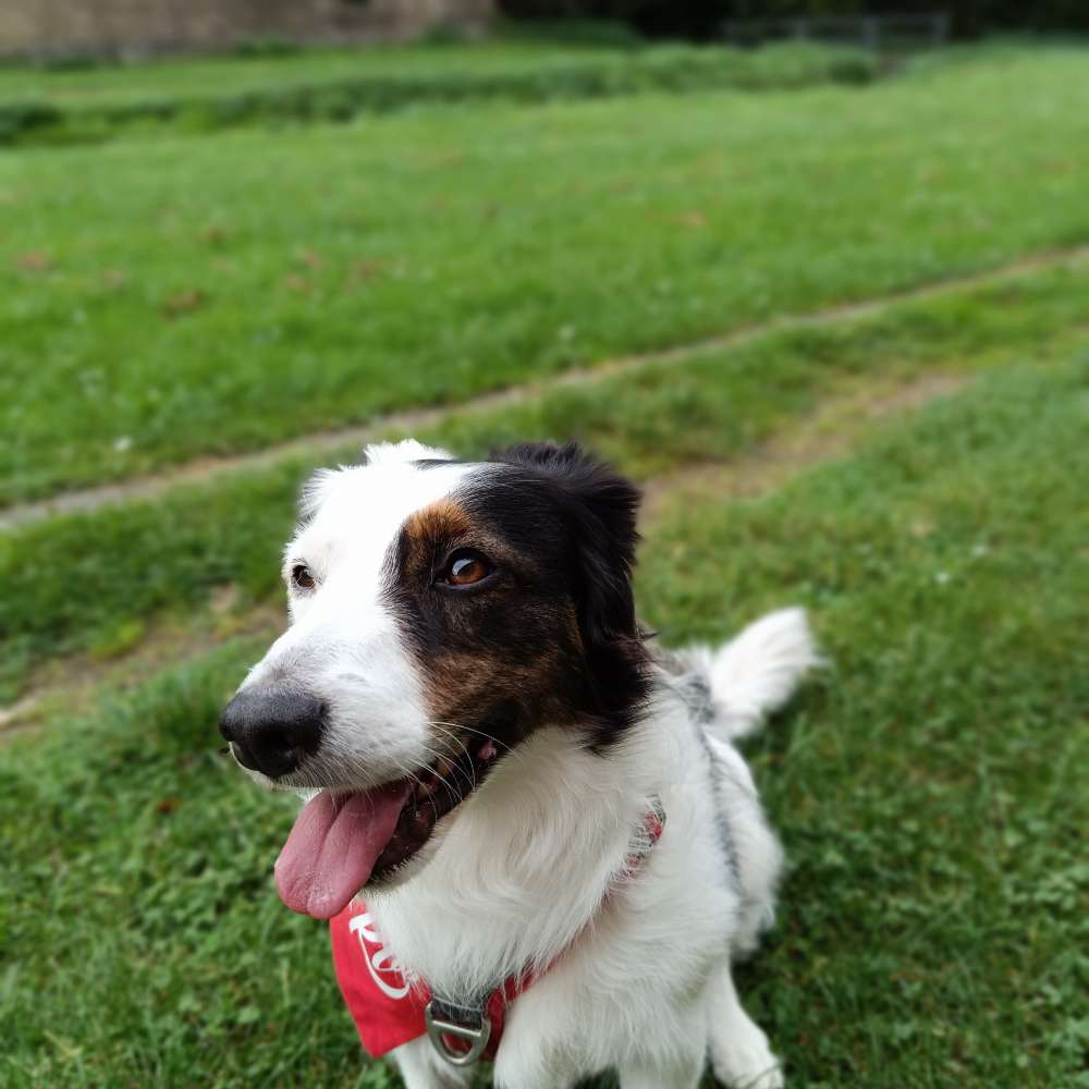 Hundetreffen-Gassi Runde-Profilbild