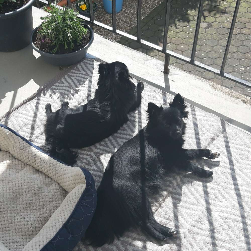 Hundetreffen-Gemeinsames spatzieren mit Junghunde /Welpen-Profilbild