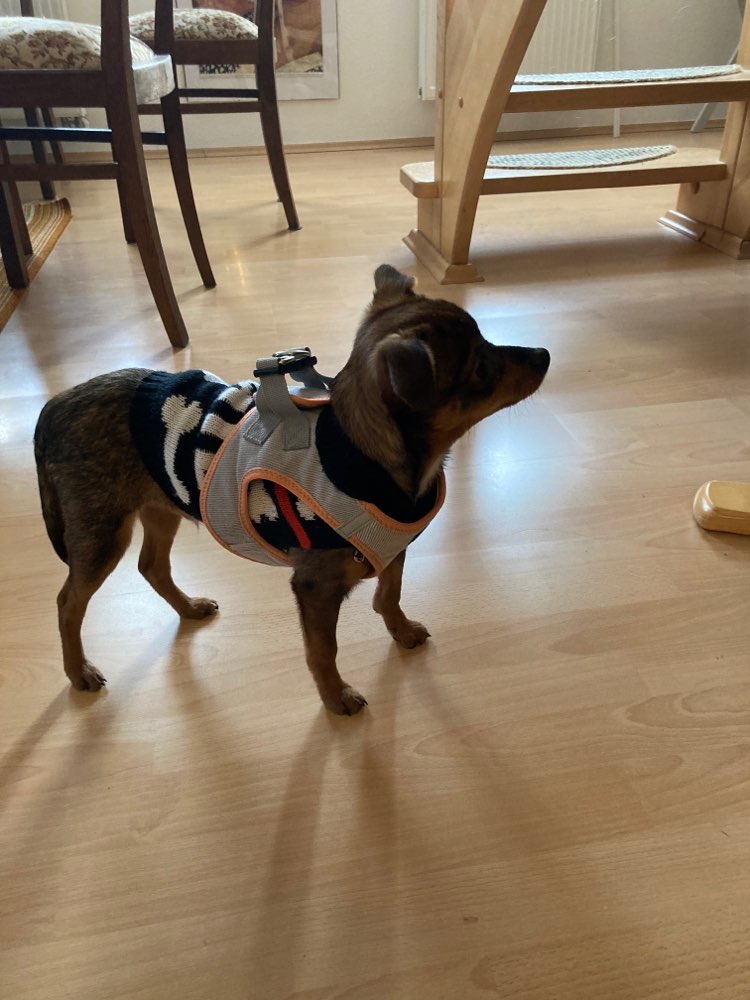 Hundetreffen-Welpentreffen in Bautzen-Profilbild