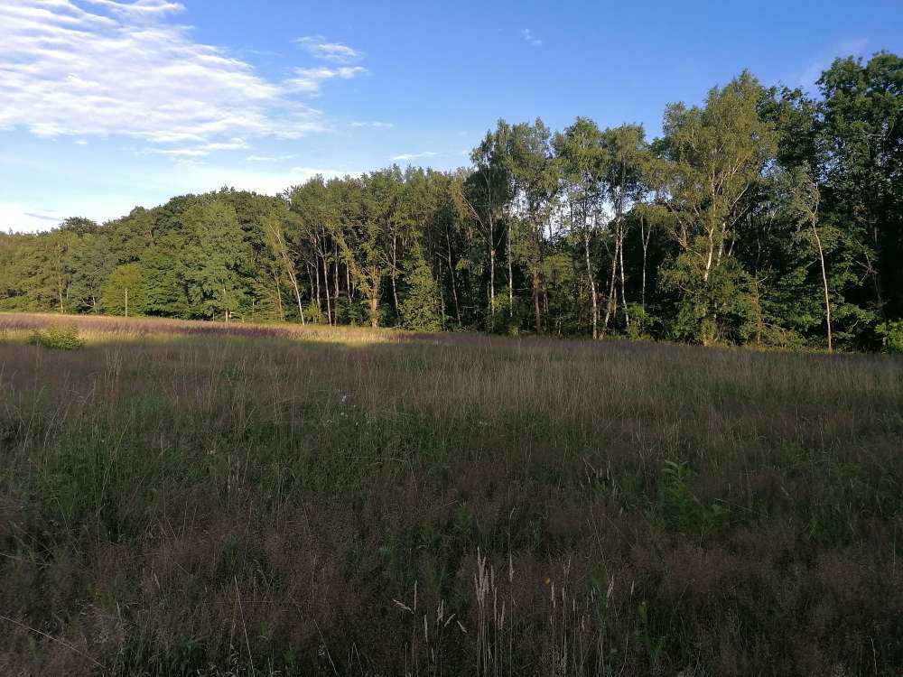 Hundetreffen-Hunderunde an der Havel-Profilbild