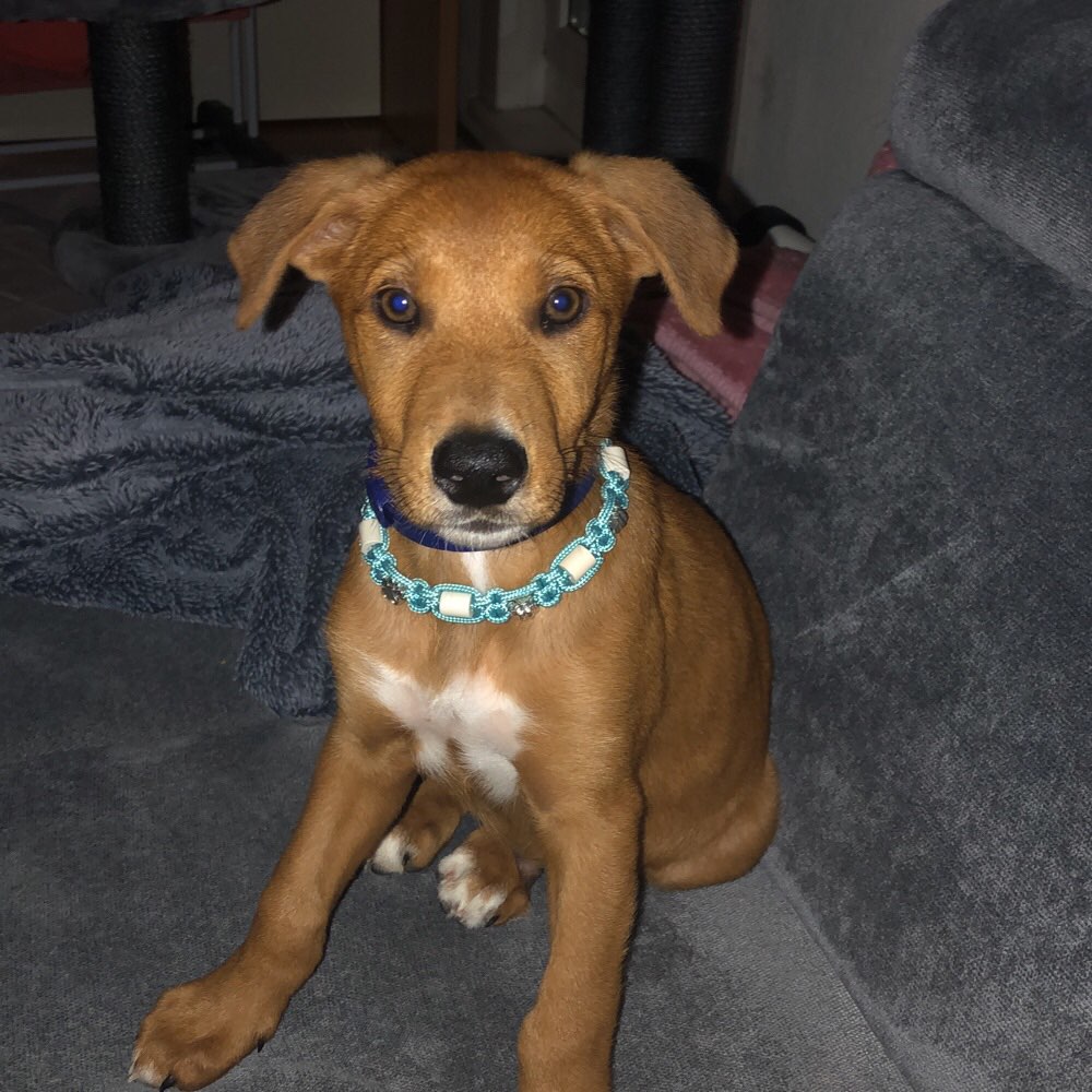 Hundetreffen-Neue Freundschaften gesucht,-Profilbild