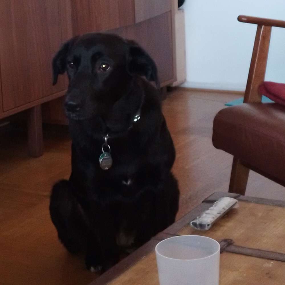 Hundetreffen-Energieveolle Spielrunde-Profilbild