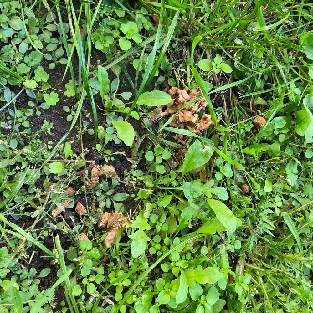 Giftköder-Nasses fleischfutter-Profilbild