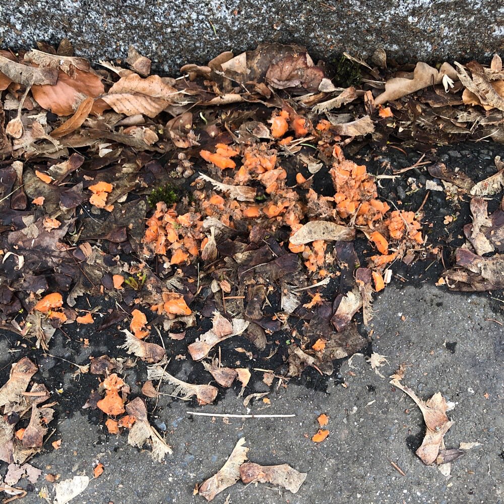 Giftköder-Evt. Giftköder-Profilbild