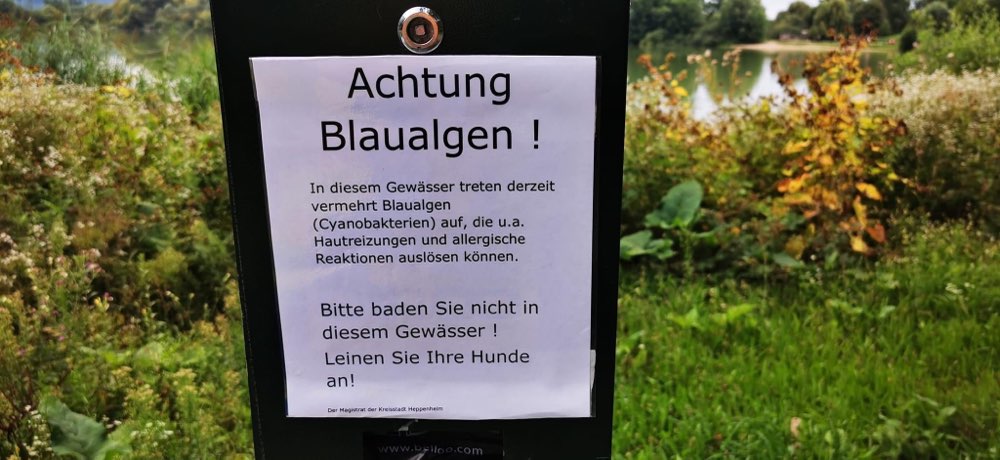 Giftköder-Blaualgen im Bruchsee-Profilbild