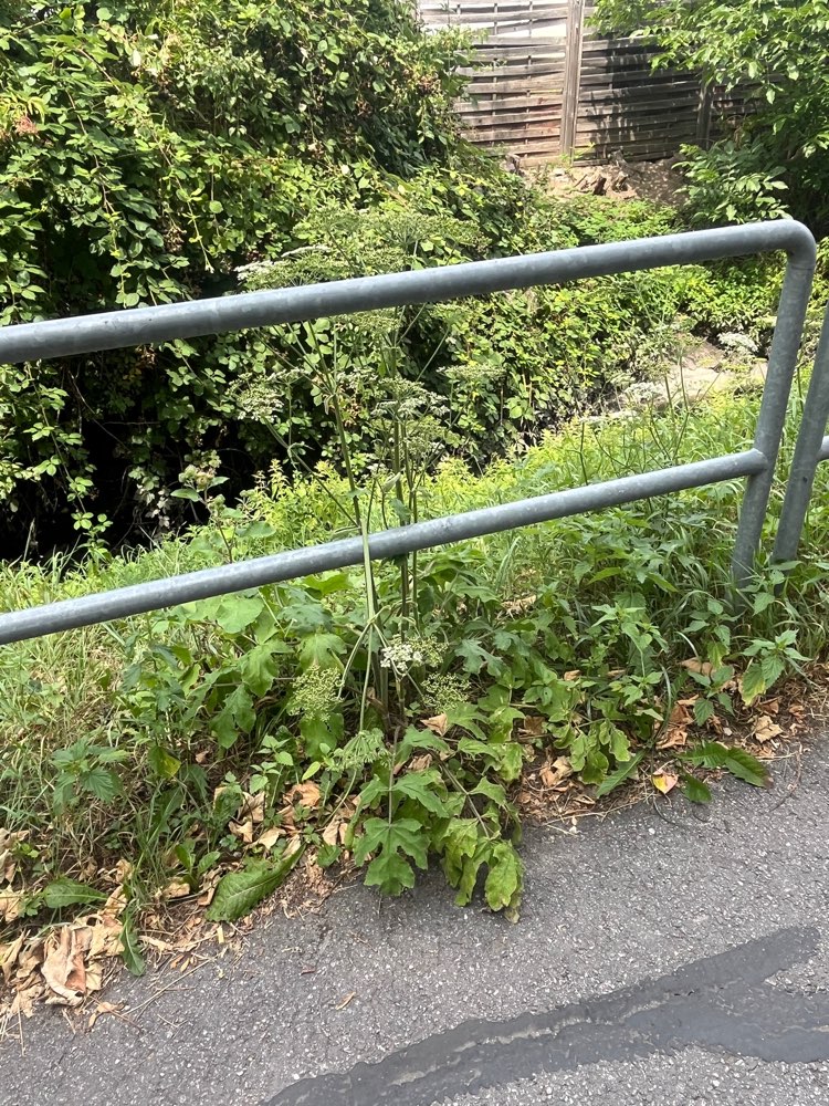 Giftköder-Wiesenbärenklau am Wegesrand-Profilbild