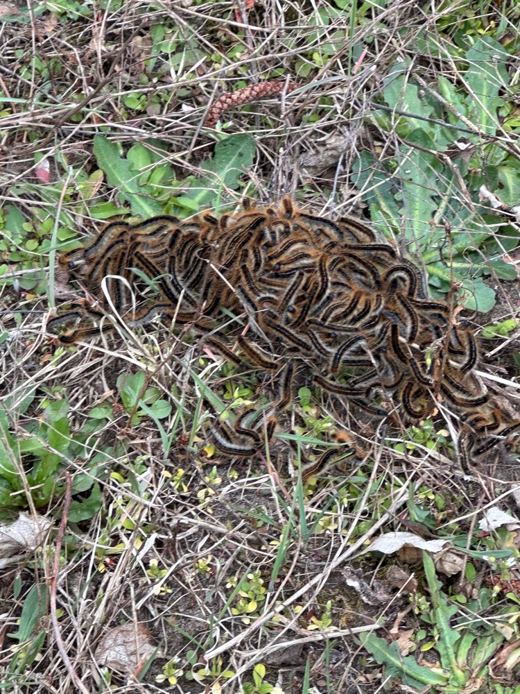 Giftköder-Eichenprozessionsspinner-Profilbild