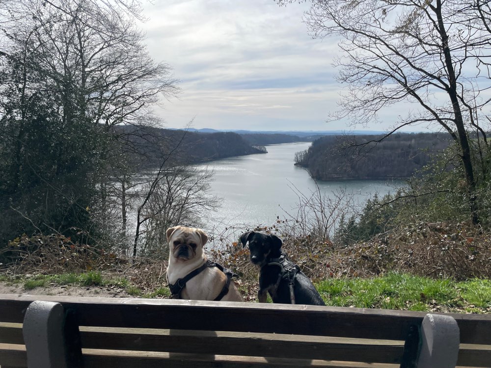 Hundetreffen-Hundetreff & Spaziergänge-Profilbild