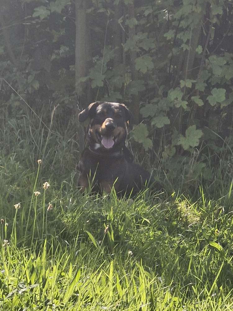 Hundetreffen-Hundekumpel gesucht-Profilbild