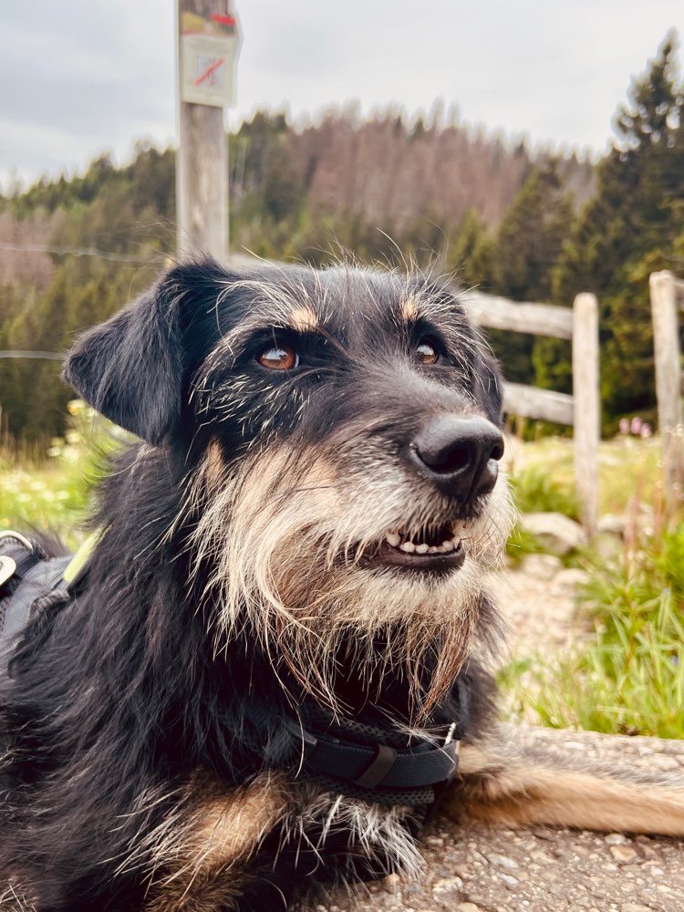 Hundetreffen-Nette Gassifreunde 🐾 gesucht-Profilbild