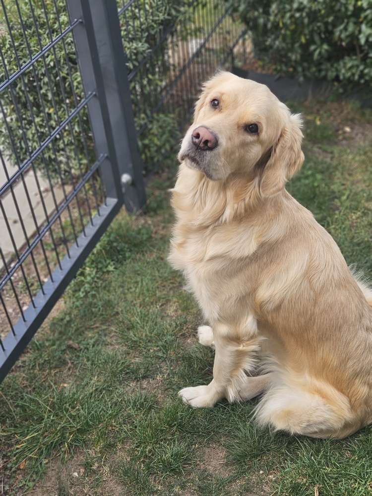 Hundetreffen-Hundekontakte / Trainingspartner-Profilbild