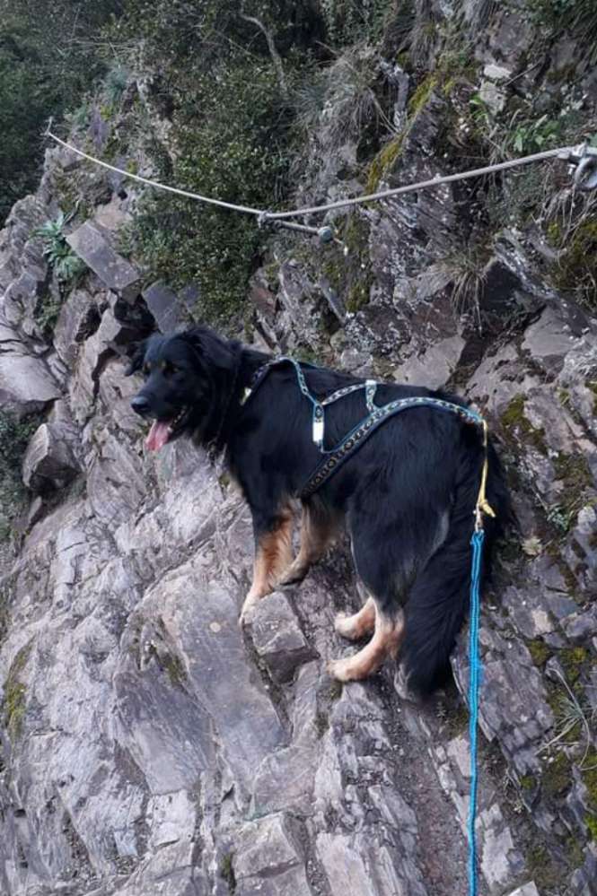 Hundetreffen-Suche Joggingpartner-Profilbild