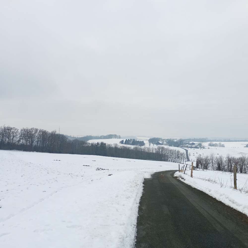 Hundetreffen-Suche Leute für gemeinsame Spaziergänge-Profilbild