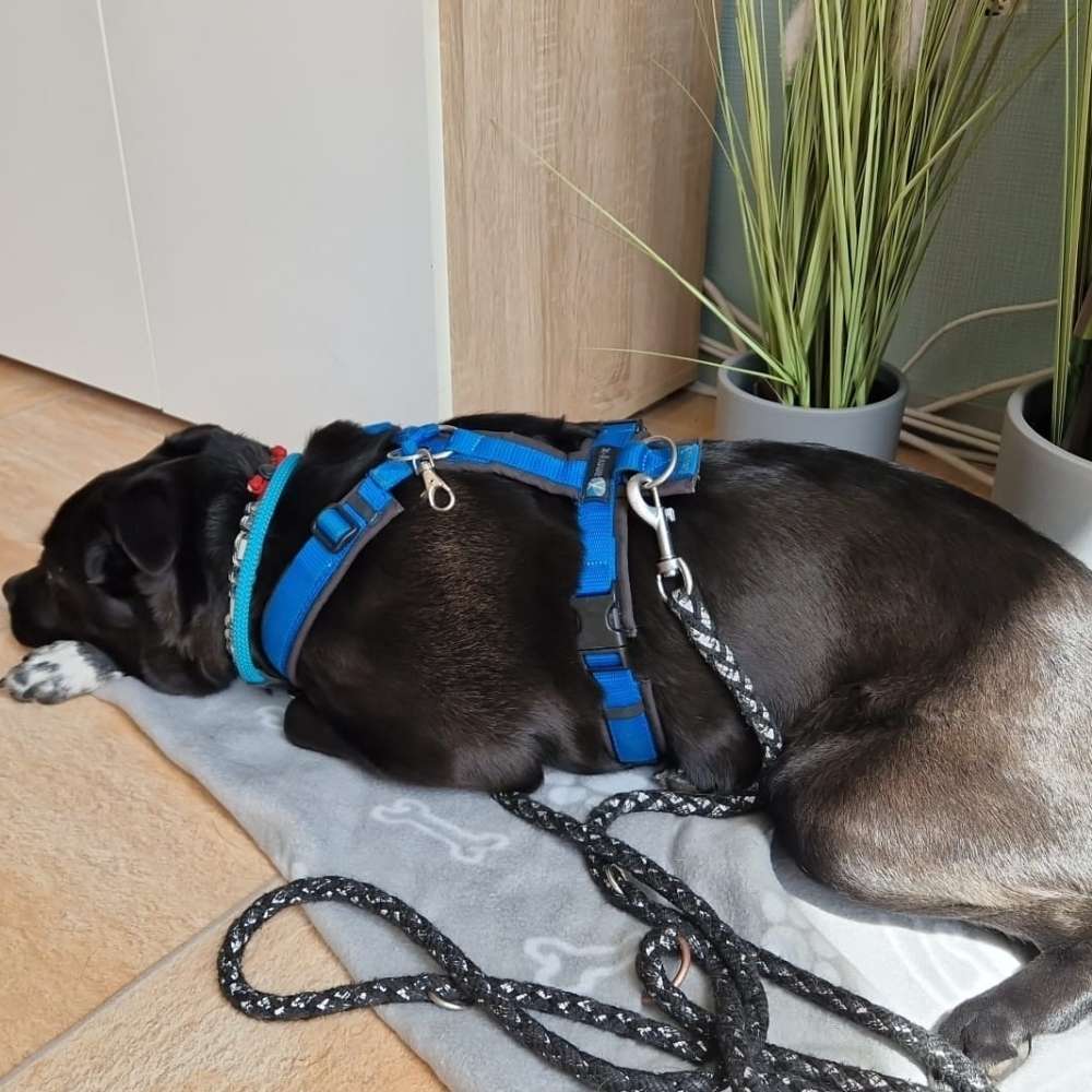 Hundetreffen-Chicca sucht neue Freunde-Profilbild