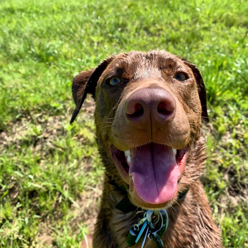 Hundetreffen-Training & Spiel-Profilbild