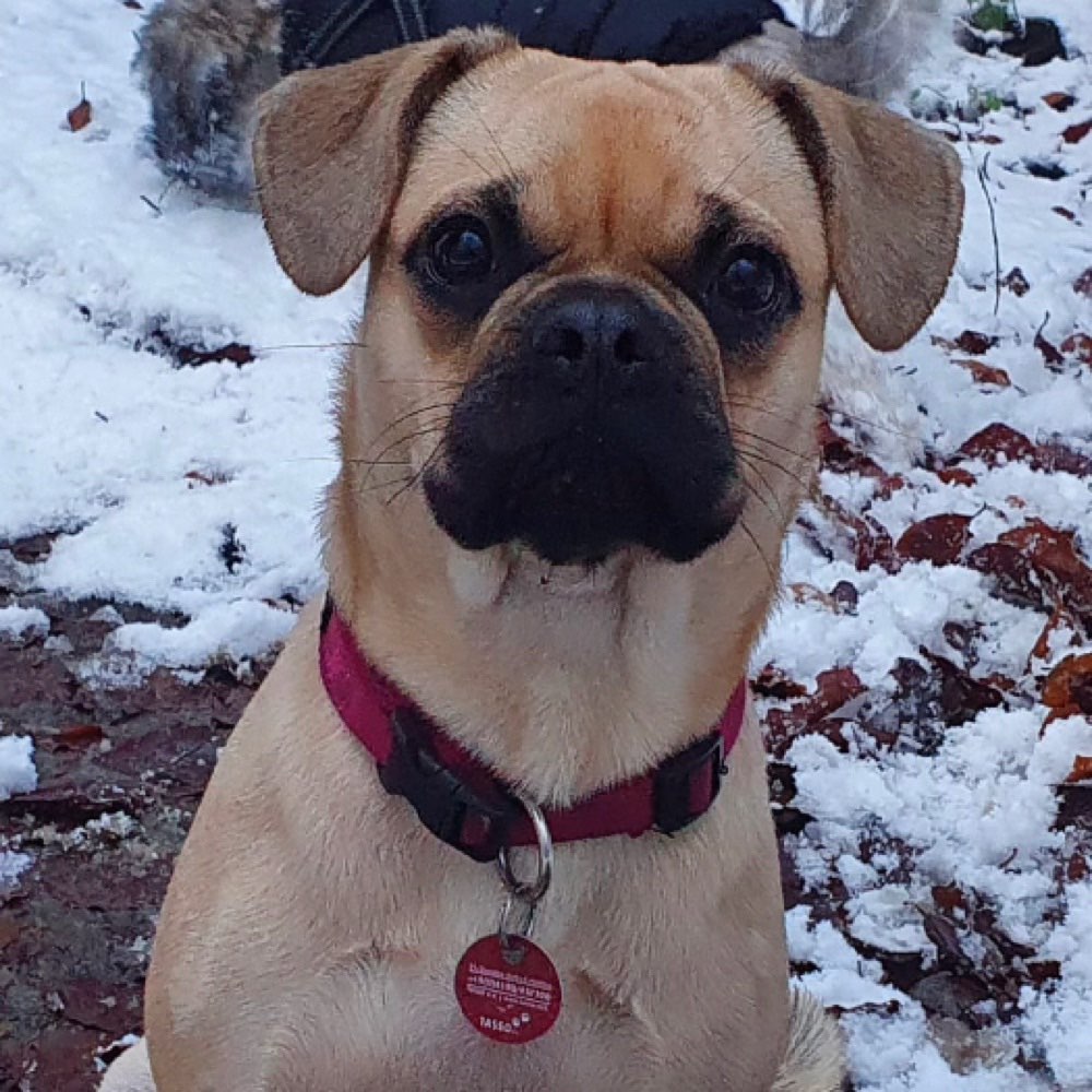 Hundetreffen-Wald und Wiese mit Kira 🐕🐾☀️-Profilbild