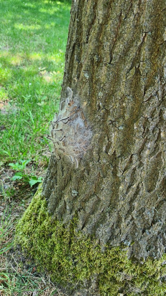 Giftköder-Eichenprozessionsspinner-Profilbild