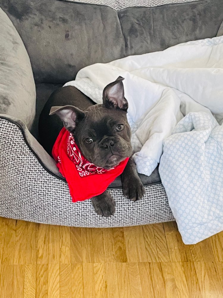 Hundetreffen-Spielfreunde gesucht-Profilbild