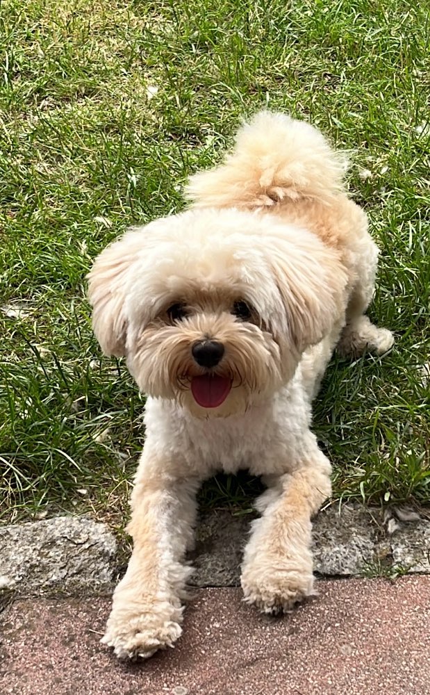 Hundetreffen-Spielkameraden gesucht-Profilbild
