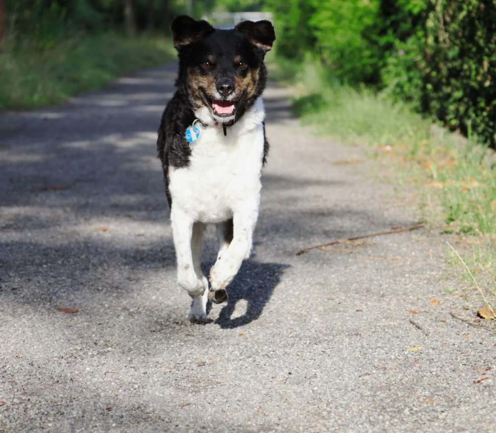 Hundetreffen-Gemeinsam spazieren gehen-Profilbild