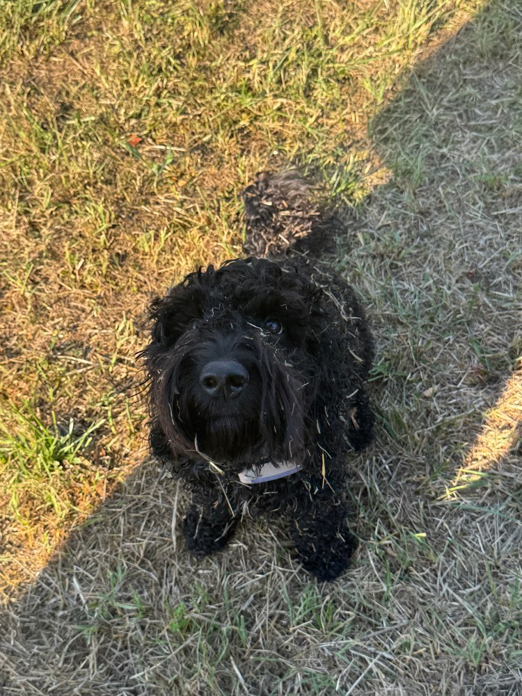 Hundetreffen-Hundekumpels für Spaziergänge und Spielen-Profilbild