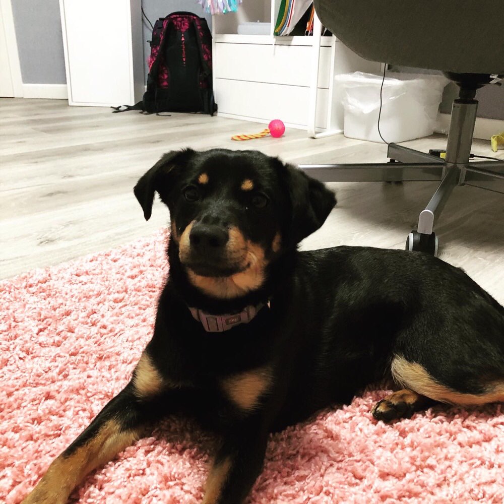 Hundetreffen-Kleine Spieleunde  mit Bella-Profilbild