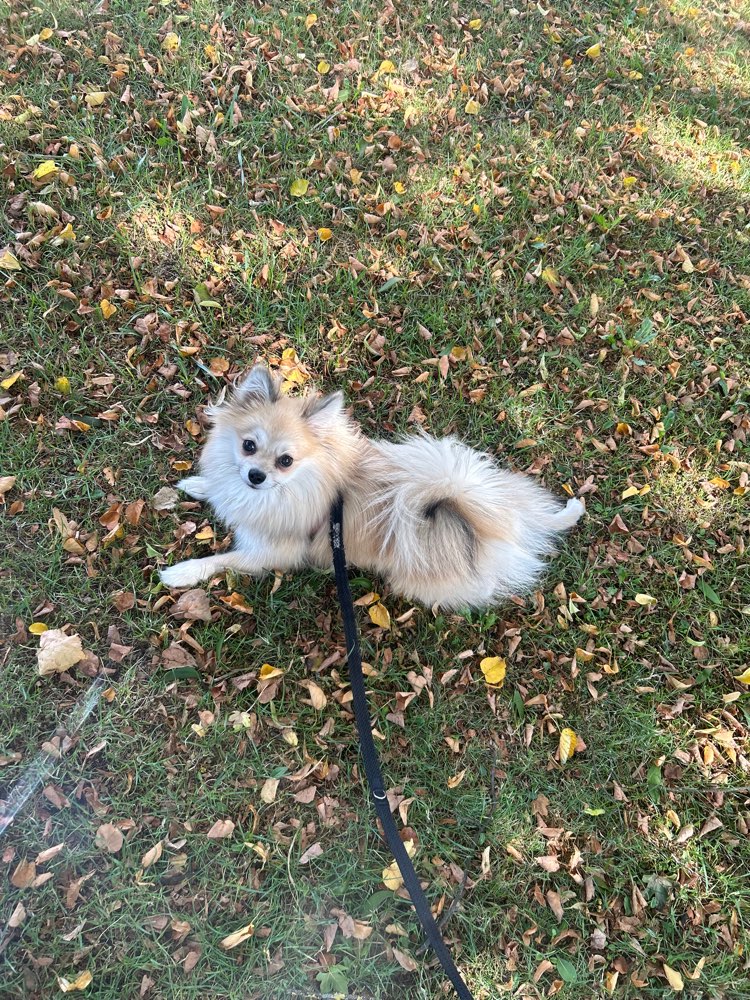 Hundetreffen-Hilfe beim sozialisieren vom Hund und Spielfreunde-Profilbild