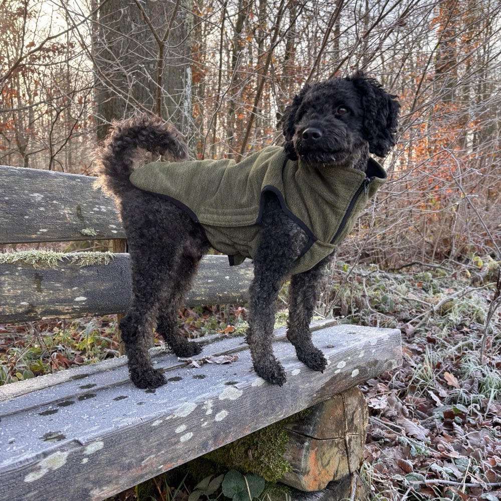 Hundetreffen-Gemeinsame Gassirunden-Profilbild