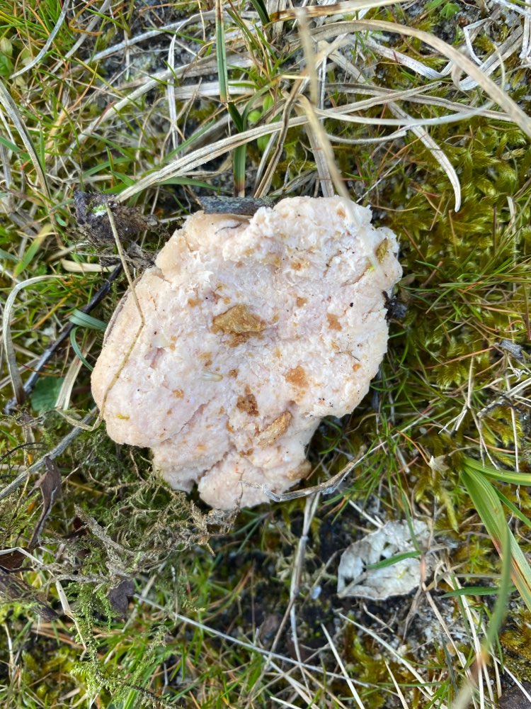 Giftköder-Hühnerfleisch auf dem Rasen vorm Haus-Profilbild