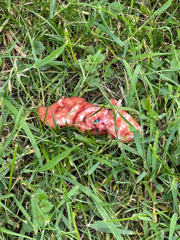 Giftköder-Giftköder-Profilbild