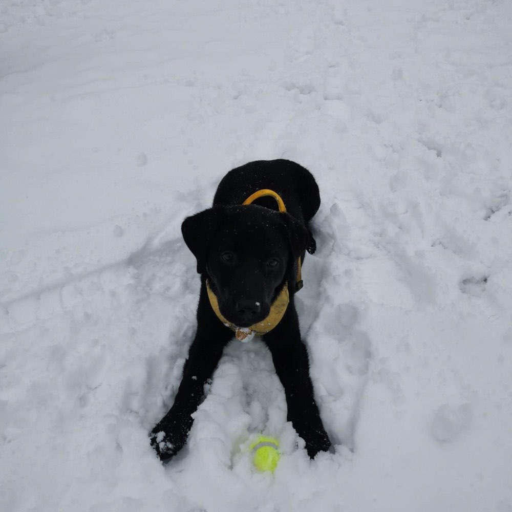 Hundetreffen-Bailey sucht neue Freunde zum Gassi gehen und spielen-Profilbild