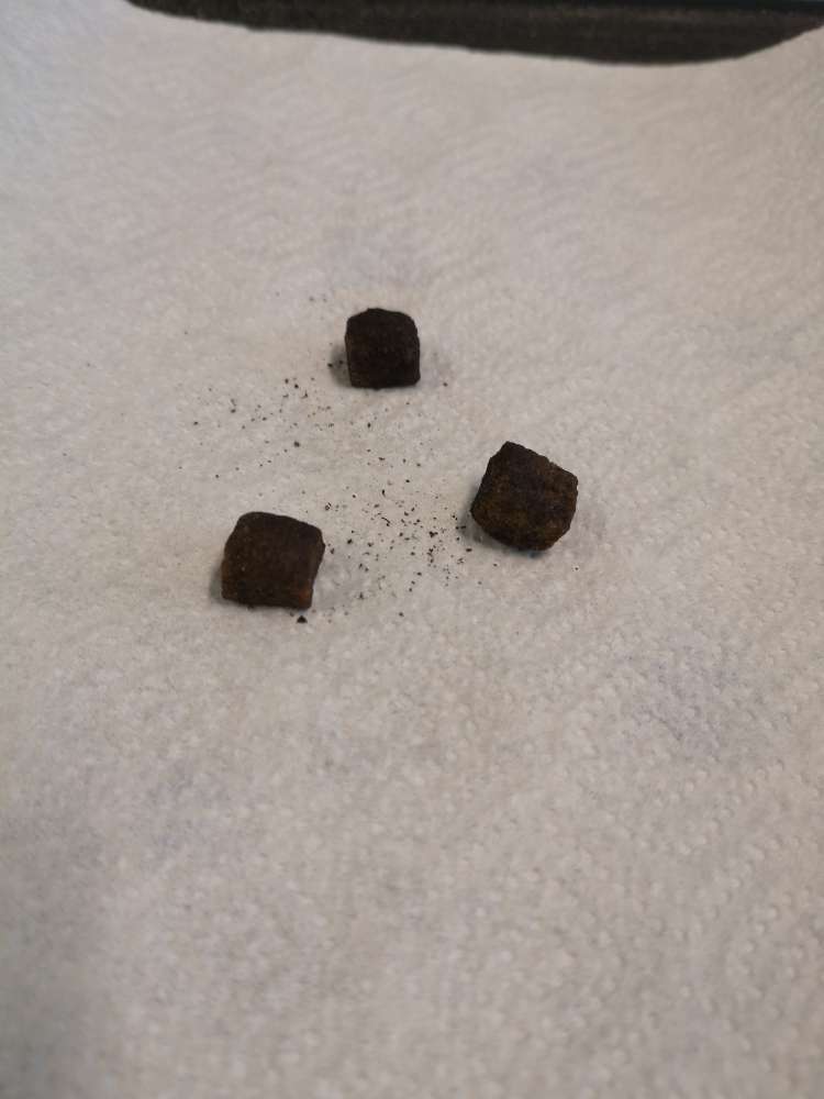 Giftköder-eventuell Giftköder-Profilbild