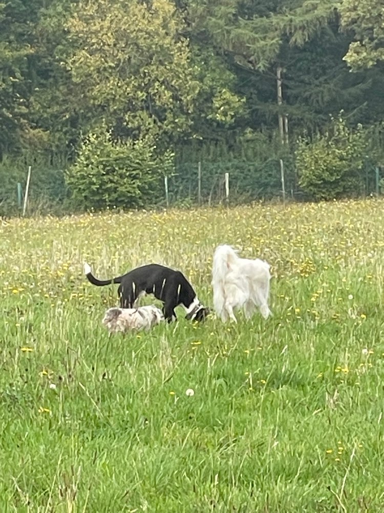 Hundetreffen-Windhundauslauf Gladbeck-Profilbild