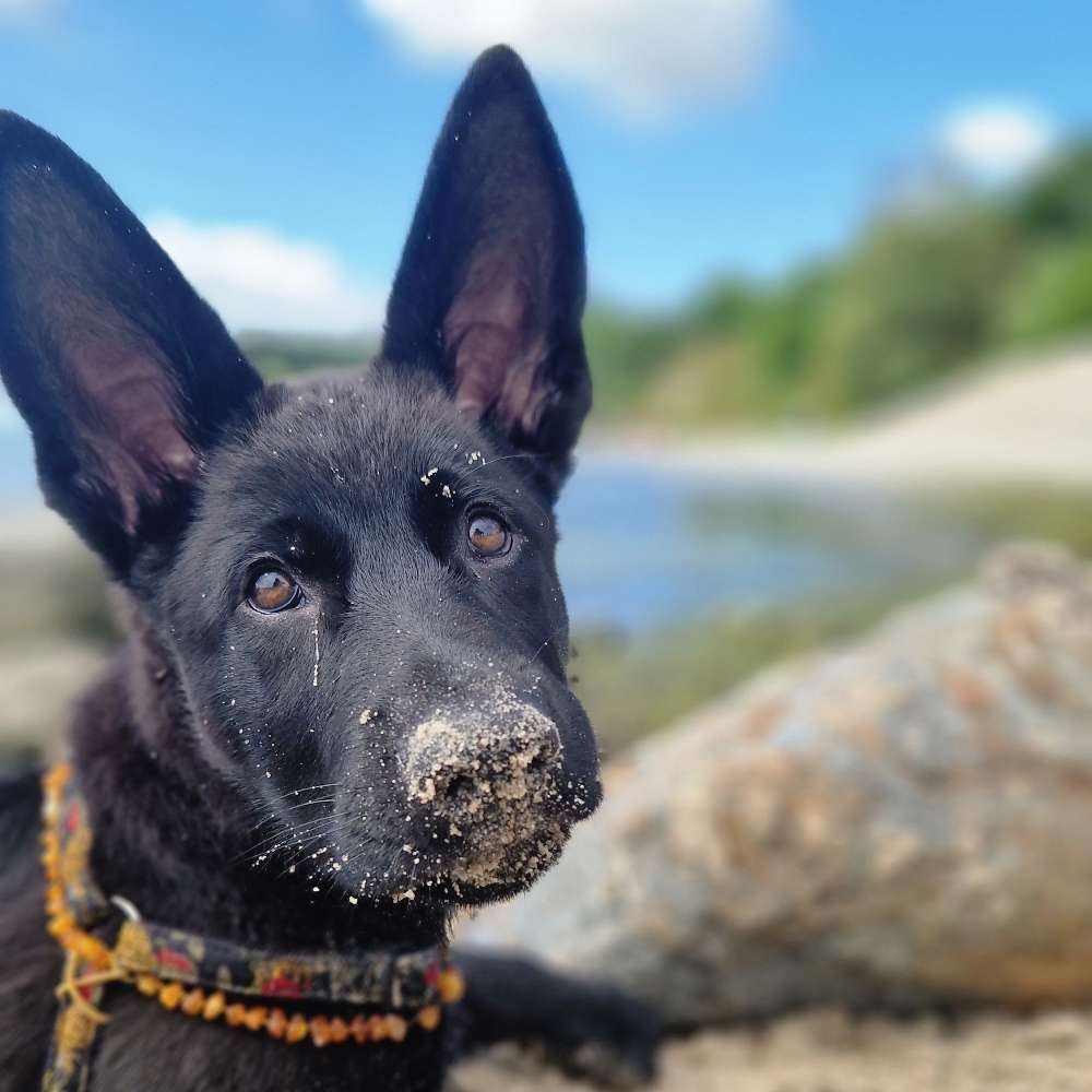Hundetreffen-Spielen in Wickede-Profilbild