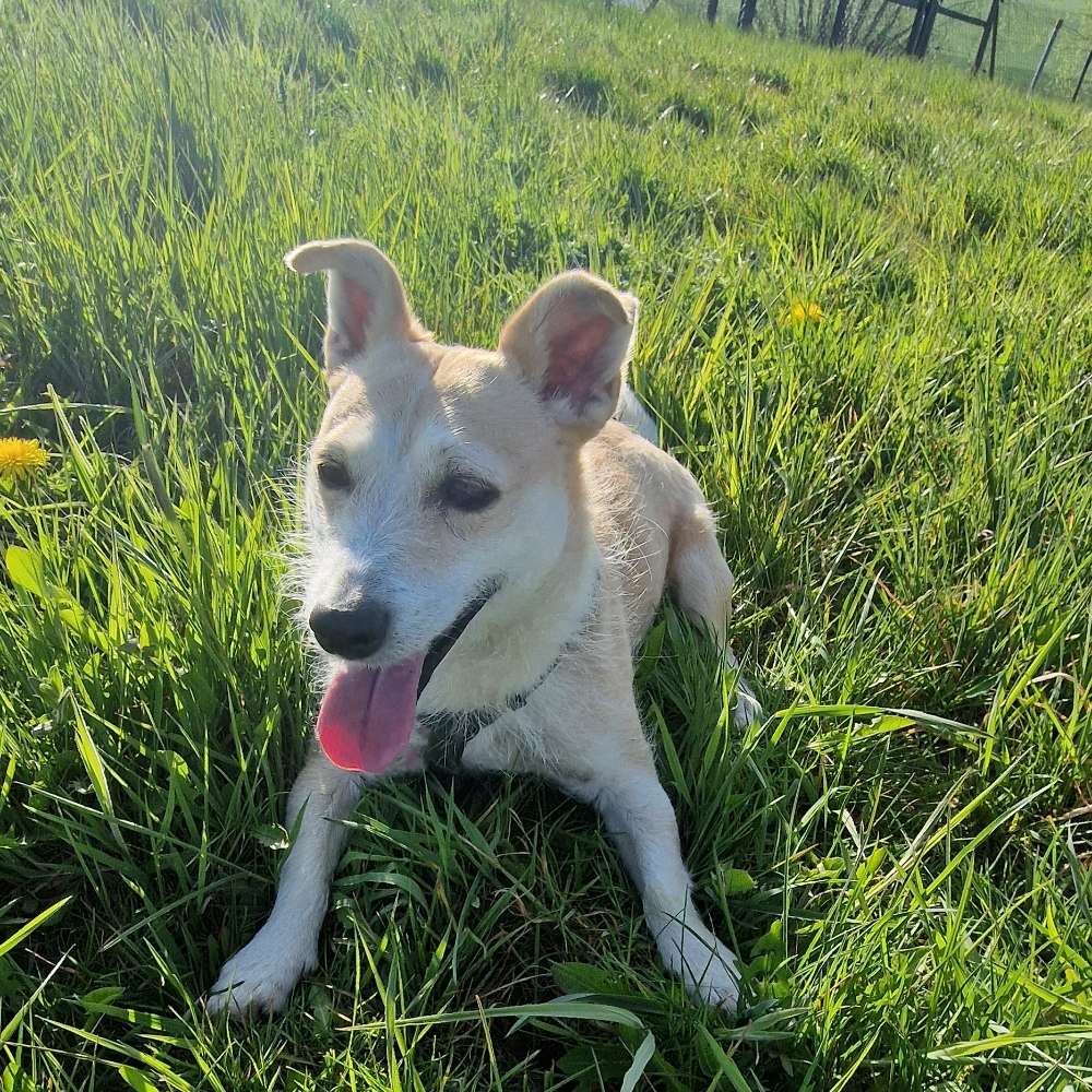 Hundetreffen-Spielkameraden gesucht 💖-Profilbild