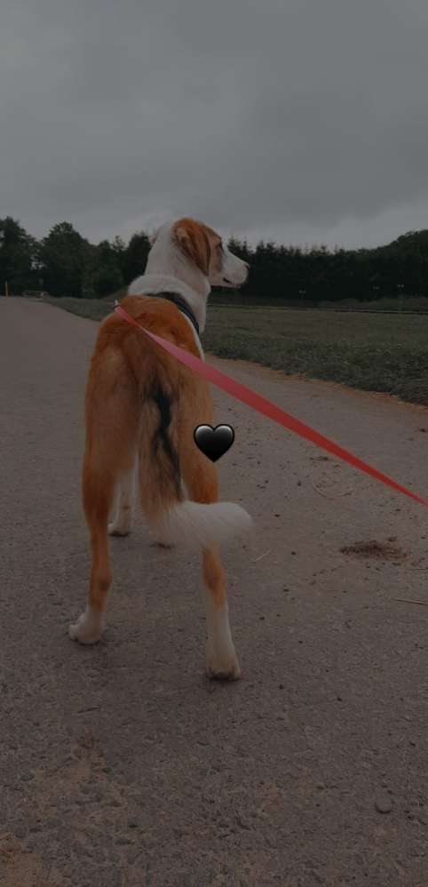 Hundetreffen-Spielen mit Nelly 🥰-Profilbild